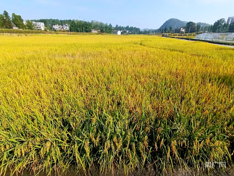 1694654260979955.png 图片1.png